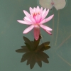 Nénuphar (1)